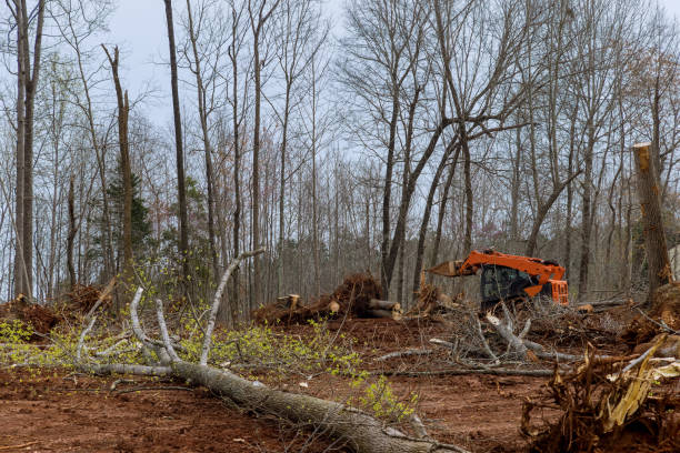 How Our Tree Care Process Works  in  Fairfield Harbour, NC