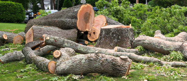 Reliable Fairfield Harbour, NC Tree Services Solutions