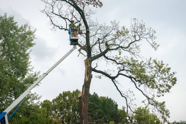 Best Tree Risk Assessment  in Fairfield Harbour, NC